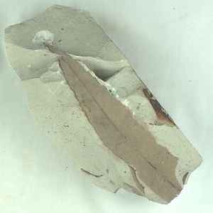 アケボノシラカシ