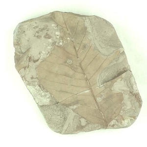 ヨコヤマヌマミズキ