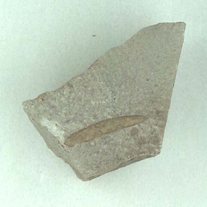 針葉樹類の葉