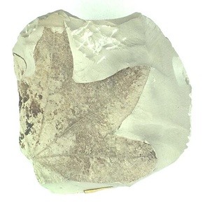 カエデ属の一種