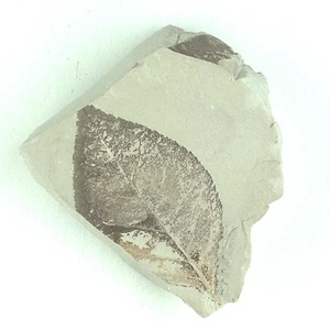 ニシキギ属の一種