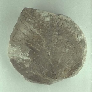 トサミズキ属の一種