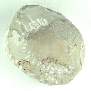 トサミズキ属の一種