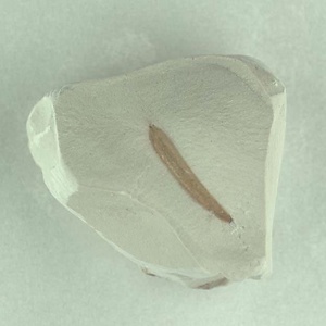 針葉樹類の葉