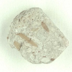 針葉樹類の葉