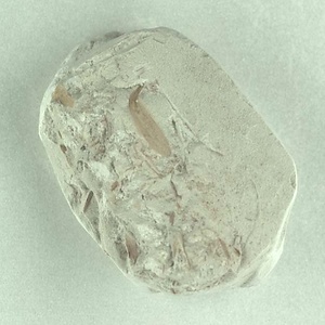 針葉樹類の葉