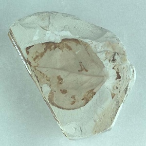 クロモジ属の一種