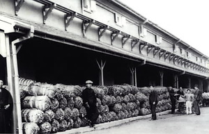 柏原古写真