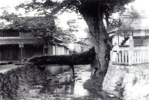 柏原古写真