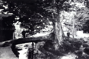 柏原古写真