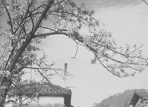 朝来市古写真