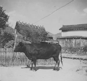 佐用町古写真