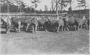 三田市下相野（平野集落）古写真