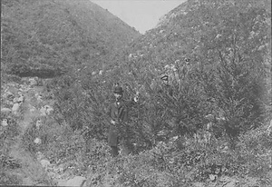 三田市下相野（平野集落）古写真