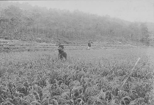 三田市下相野（平野集落）古写真