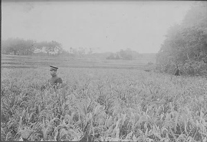 三田市下相野（平野集落）古写真
