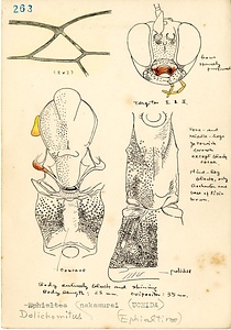 岩田久二雄フィールドノート