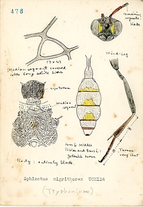 岩田久二雄フィールドノート