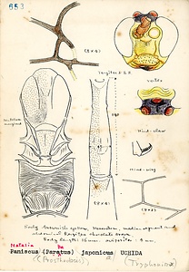 岩田久二雄フィールドノート