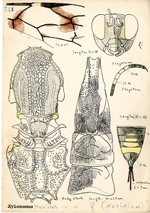 岩田久二雄フィールドノート