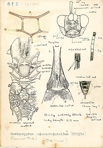 岩田久二雄フィールドノート