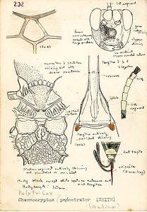 岩田久二雄フィールドノート