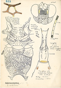 岩田久二雄フィールドノート