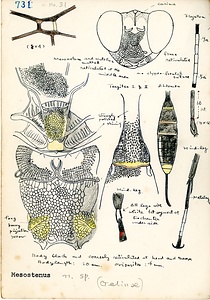 岩田久二雄フィールドノート