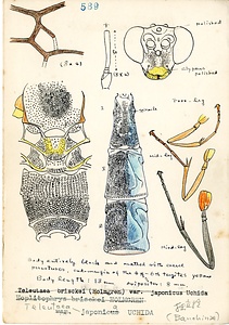 岩田久二雄フィールドノート