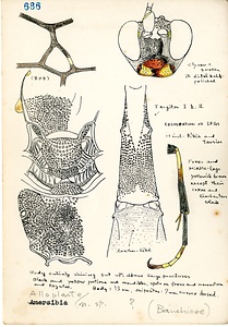 岩田久二雄フィールドノート