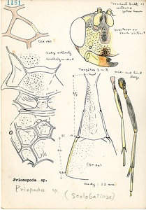 岩田久二雄フィールドノート