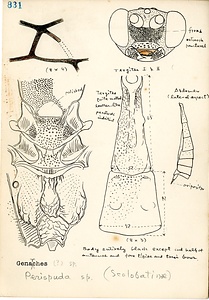 岩田久二雄フィールドノート