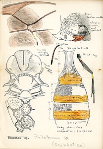 岩田久二雄フィールドノート