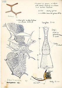 岩田久二雄フィールドノート