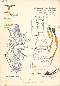 岩田久二雄フィールドノート