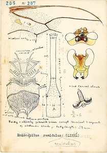 岩田久二雄フィールドノート