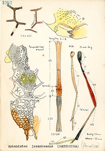 岩田久二雄フィールドノート