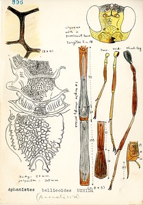 岩田久二雄フィールドノート