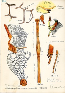 岩田久二雄フィールドノート