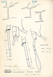 岩田久二雄フィールドノート