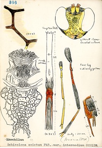 岩田久二雄フィールドノート