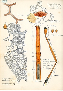 岩田久二雄フィールドノート