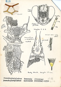 岩田久二雄フィールドノート