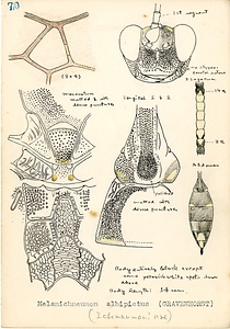 岩田久二雄フィールドノート