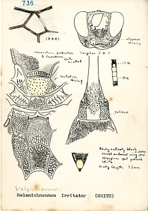 岩田久二雄フィールドノート