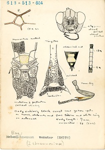 岩田久二雄フィールドノート