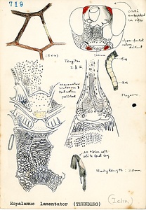 岩田久二雄フィールドノート