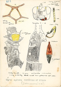 岩田久二雄フィールドノート