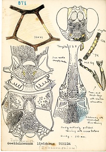 岩田久二雄フィールドノート