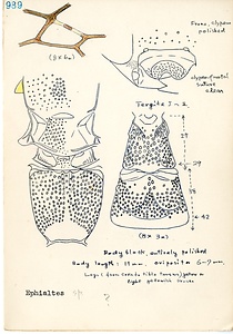 岩田久二雄フィールドノート